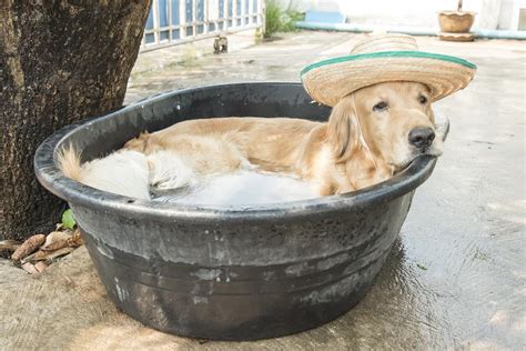 dog swimming pool ideas  beat  heat  summer love home designs