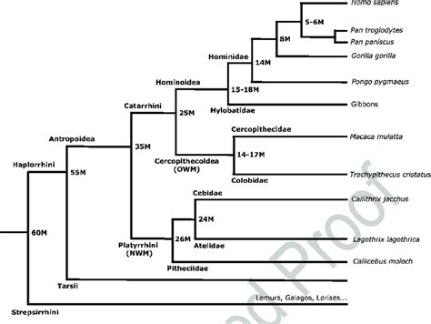 2 Phylogeny Of Primates Summary Of The Phylogenetic Relationship Among