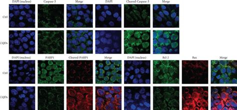 Expression Levels Of Apoptotic Proteins In B Cells A Western