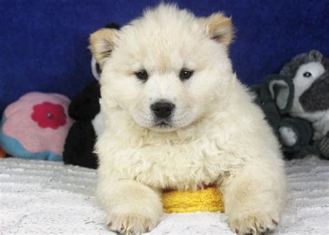 Chow Chow Puppies For Sale - Long Island Puppies