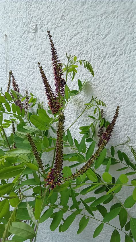Amorpha fruticosa : r/plants