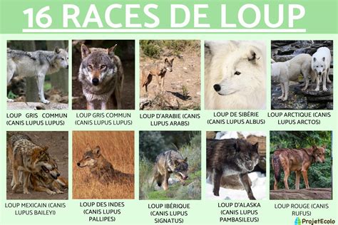 16 RACES De LOUPS NOMS Avec PHOTOS