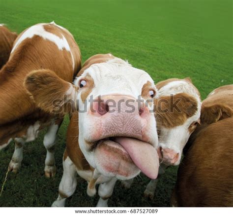 Funny Cow Sticking Out Tongue Stock Photo (Edit Now) 687527089