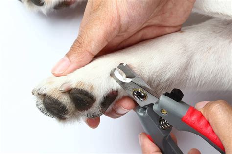 Pet Groomers In Davie Florida Royal Mobile Pet Grooming Davie