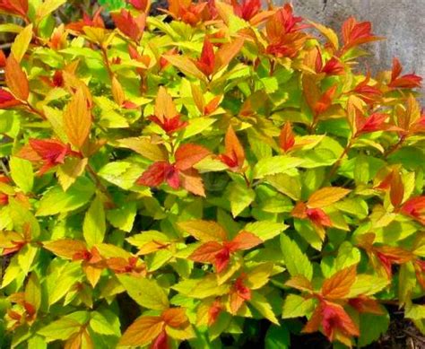Спирея японская Голд Флейм (Spiraea japonica Goldflame) | barbaris33.ru