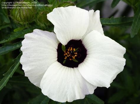 Plantfiles Pictures Hibiscus Species Bladder Hibiscus Flower Of An