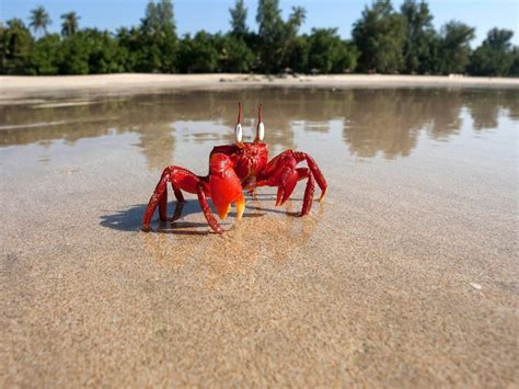 Red Crab On Beach