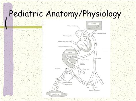 Ppt Pediatric Anatomy And Physiology Powerpoint Presentation Id474327