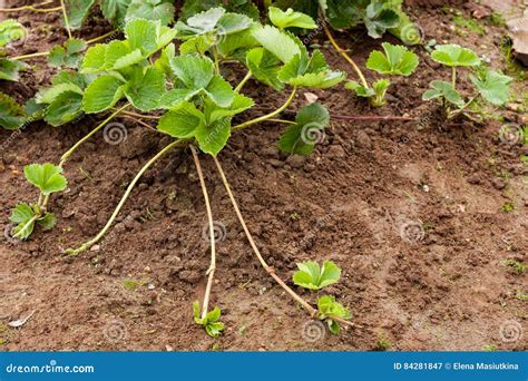 Bush Strawberry Plant with Runners Stolens for Propagation Stock Image - Image of healthy, seed ...