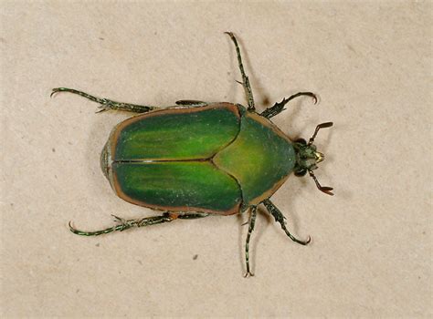 Figeater Beetle Identification Life Cycle Facts 46 Off