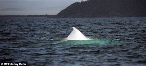 Rare Humpback Whale Spotted Off Australian Shores Daily Mail Online