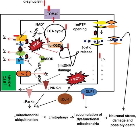 α synuclein mediated mitochondrial dysfunction in PD Download