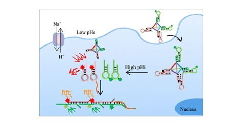 Triplex Functionalized Dna Tetrahedral Nanoprobe For Imaging Of Intracellular Ph And Tumor