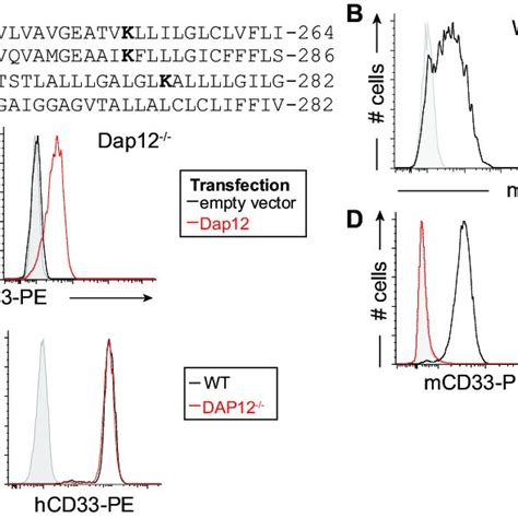 Dap12 Dependent Cell Surface Expression Of Mcd33 A Sequence Alignment