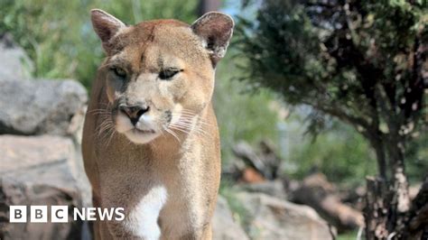 Cougar Shot Dead After Killing Us Cyclist And Mauling Another