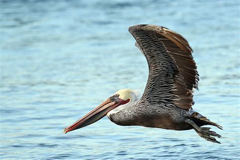 Louisiana's Beautiful Wildlife Virtual Tour