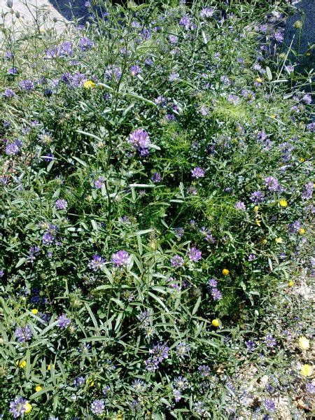 Galer A De Fotos De Flores Y Plantas