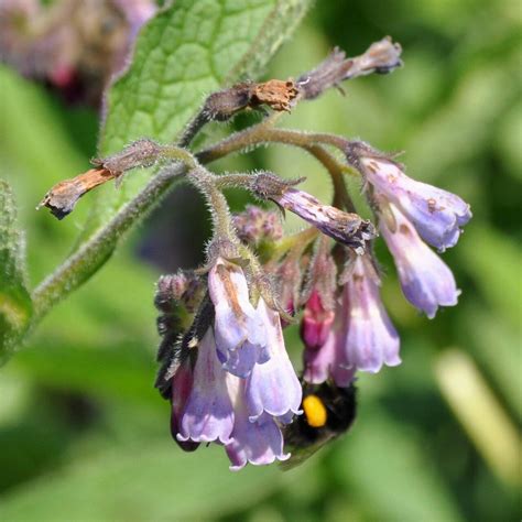 Echter Beinwell Bio Multitalent F R Den Naturnahen Garten