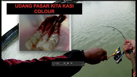 Casting Siakap Kolam Batu Bata Udang Pasar Kita Colour Youtube