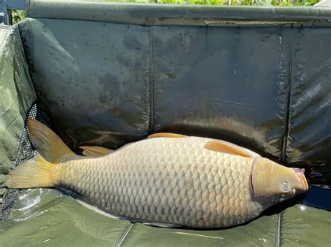 Boyaby Carp Mat On Legs