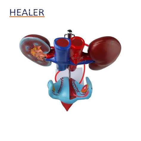 Female Genitourinary And Reproductive System Model Human Genitourinary