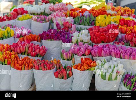 Bouquets Of Fresh Colourful Tulip Flowers Imported From Holland Stock