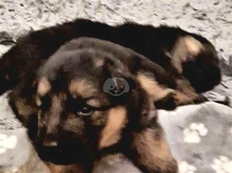 Long Haired German Shepherd Pedigree Puppies In Motherwell On Freeads