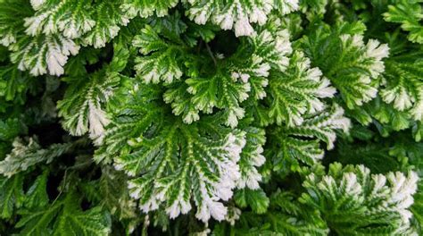 Selaginella Kraussiana & Selaginella Martensii - Frosty Fern Care