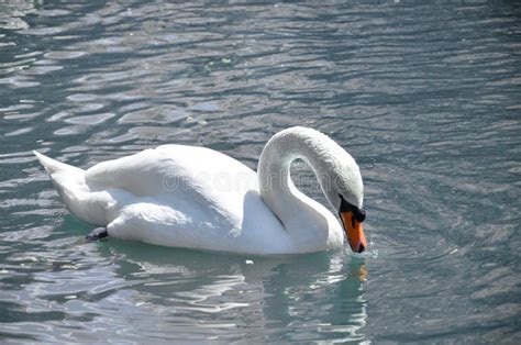 Swan or ugly duckling stock image. Image of gorgeous - 227938503