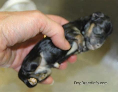 Why Dead Puppies In Utero Often Require C Sections Whelping And