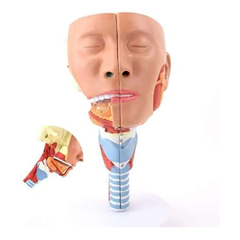 Buy Nasopharyngeal Pharyngeal Muscle Anatomical Model Study Model Human