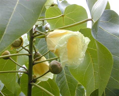 peepal tree in front of house - Ninfa Landry