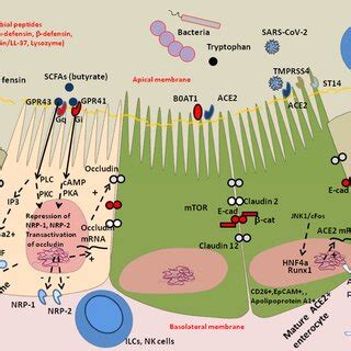 Schematic Representation Of The Protective Effect Of Butyrate Against