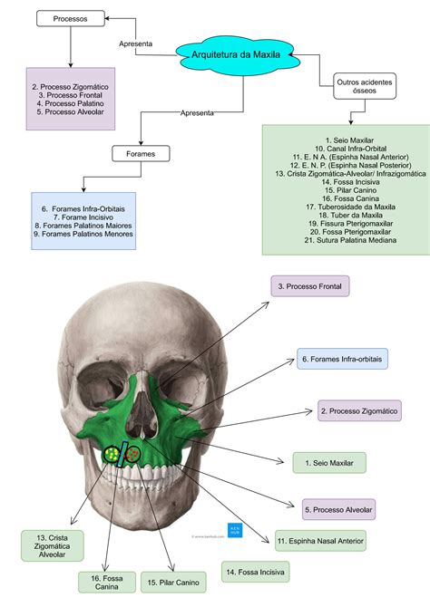 Solution Anatomia Maxila Acidentes Anat Micos Mapa Mental Studypool