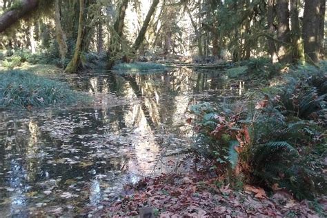 Olympic Mountains Regenwaldtour Zur Verf Gung Gestellt Von Cheryl S