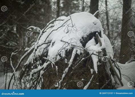 Fallen Tree in Forest. Roots of Tree Stock Image - Image of snowing ...