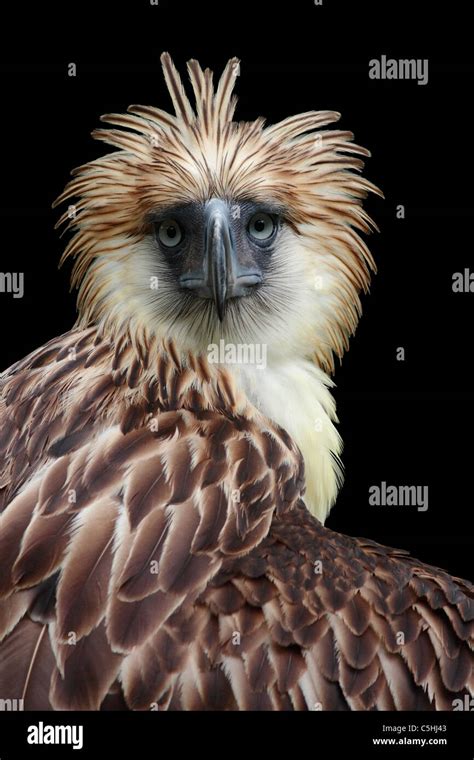 Philippine Eagle Wallpaper Desktop