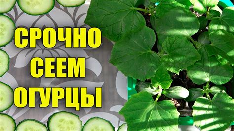 СРОЧНО ПОСЕЙТЕ ОГУРЦЫ ЧТОБЫ ПОЛУЧИТЬ ОЧЕНЬ РАННИЙ УРОЖАЙ! - YouTube