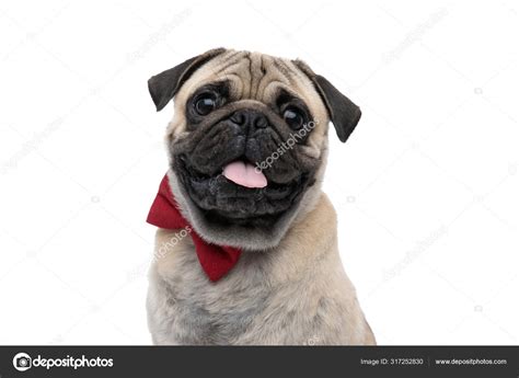 Happy Pug Sticking Out Tongue And Wearing Red Bowtie Stock Photo By