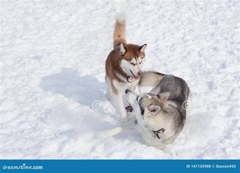 Two Siberian Husky are Playing on a White Snow. Pet Animals Stock Photo ...