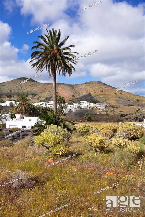 Haria Valley Of Thousand Palms Lanzarote Canary Islands Spain