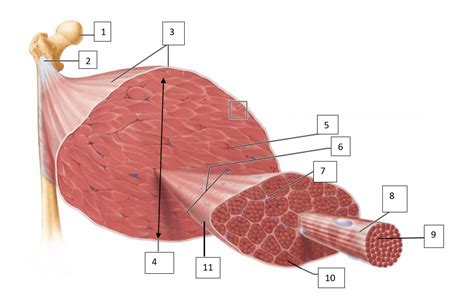 Skeletal Muscle Diagram Quizlet