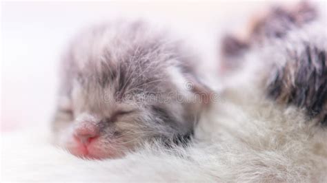 Cute Newborn Kitten Sleeping Baby Animal Sleep Fifth Day Of Life