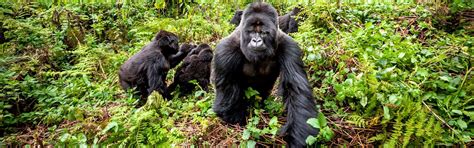 Congo Gorilla Trekking - Mountain Gorilla Trekking Tours 2021/2022