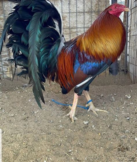 Brown Red Gamefowl Game Fowl Breeds