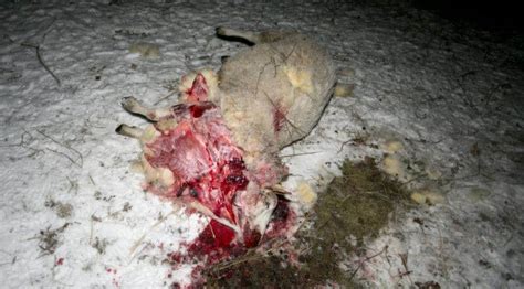 Sex får har dödats av en varg i Billdal GT