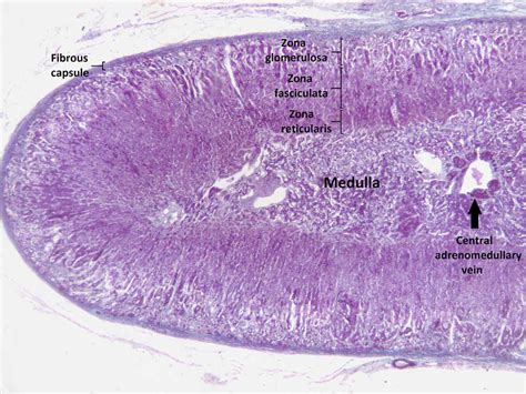 Anatomy Of The Adrenal Glands My Endo Consult