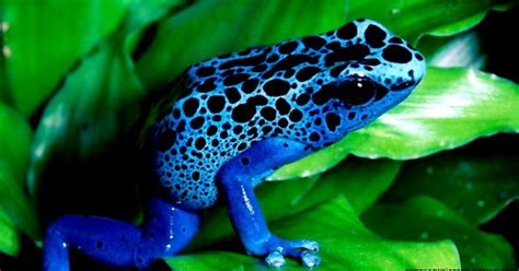 Rainforest Frogs | Amazing Wallpapers