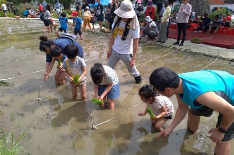 清明蒔田 北市客家公園親子赤腳插秧 文教新聞｜國立教育廣播電臺