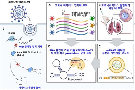 Medigate News Kaist Rna 유전자가위 기술로 코로나 바이러스 싹둑